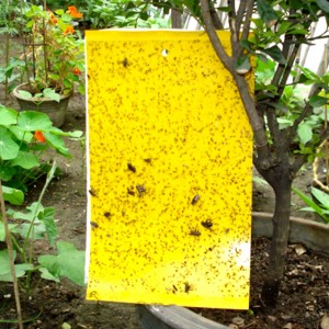 10 pièges Jaunes engluées anti-insectes pour plantes 25x15cm